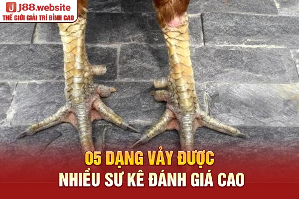 05 dạng vảy được nhiều sư kê đánh giá cao