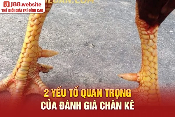 2 yếu tố quan trọng của đánh giá chân kê
