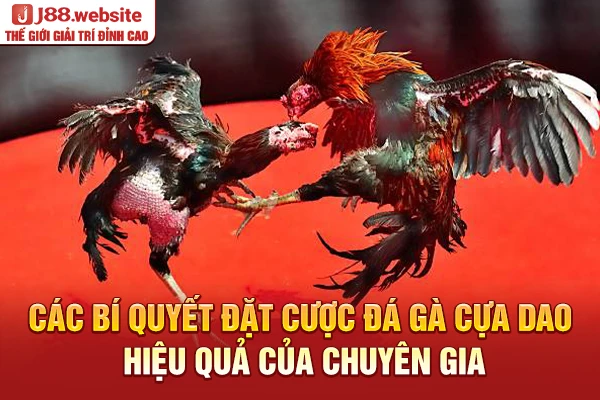 Các bí quyết đặt cược đá gà cựa dao hiệu quả của chuyên gia