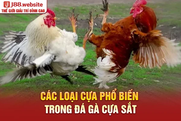 Các loại cựa phổ biến trong đá gà cựa sắt