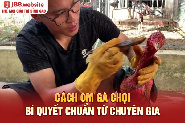 Cách om gà chọi
