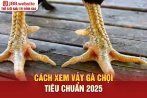 Cách xem vảy gà chọi