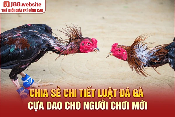 Chia sẻ chi tiết luật đá gà cựa dao cho người chơi mới