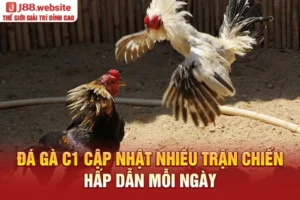 Đá gà C1