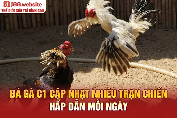 Đá gà C1