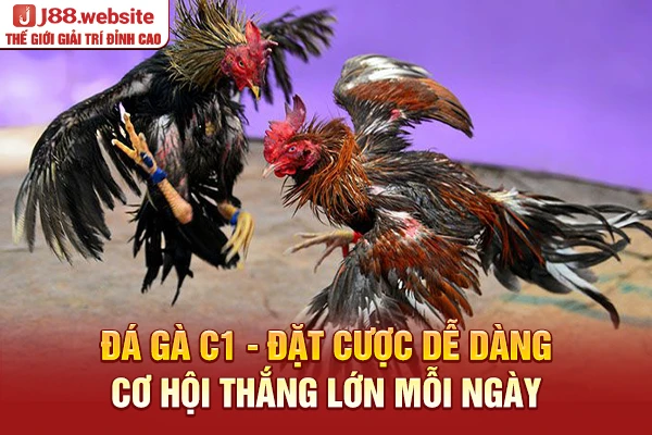 Đá gà C1 cập nhật nhiều trận chiến hấp dẫn mỗi ngày