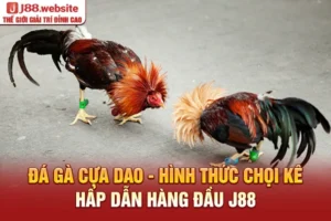 Đá gà cựa dao