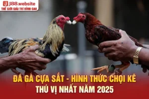 Đá gà cựa sắt