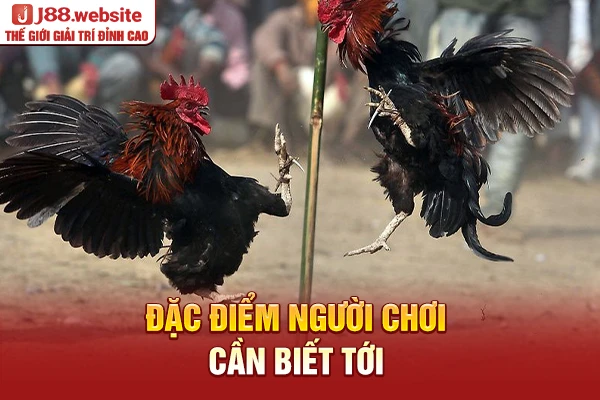 Đặc điểm người chơi cần biết tới gà tử mỵ