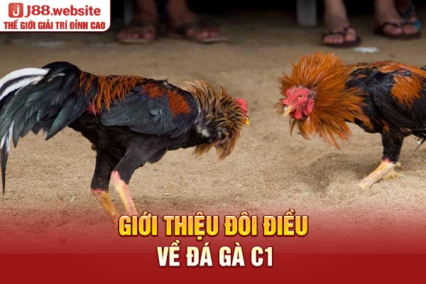 Giới thiệu đôi điều về đá gà C1