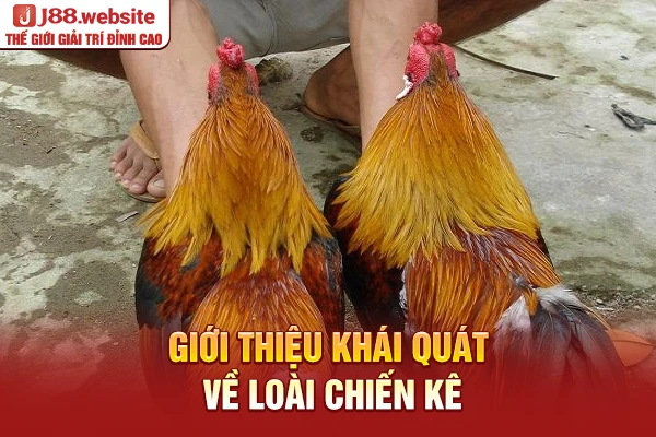 Giới thiệu khái quát về chiến kê gà tử mỵ