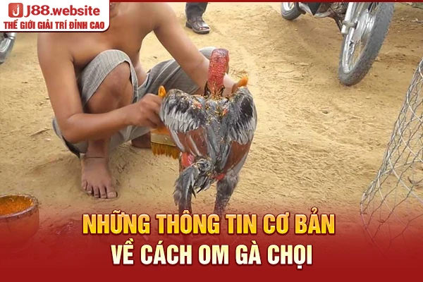 Những thông tin cơ bản về cách om gà chọi