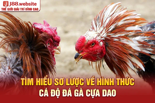 Tìm hiểu sơ lược về hình thức cá độ đá gà cựa dao